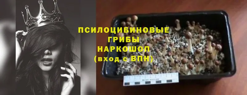 где продают наркотики  Ноябрьск  Псилоцибиновые грибы Cubensis 